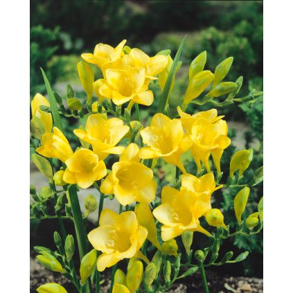 11526 frezie single yellow 10 ks