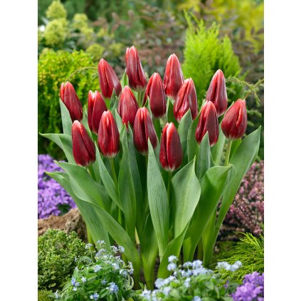 19751 tulipan vampire 5 ks