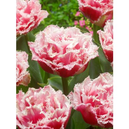 3611 1 tulipan queensland 5 ks