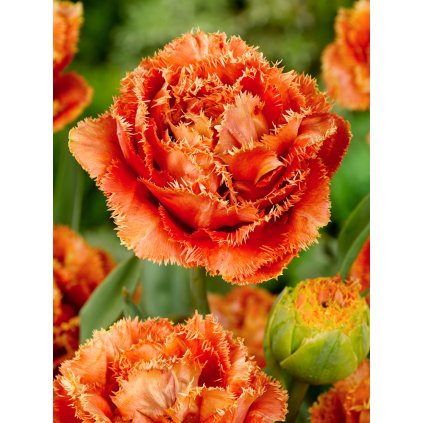 3614 1 tulipan sensual touch 5 ks