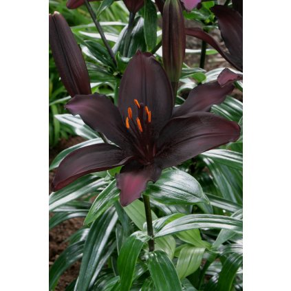 Blacklist brochure (1)