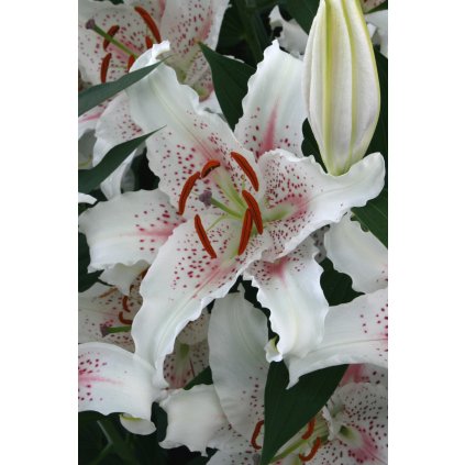 Muscadet brochure (2)