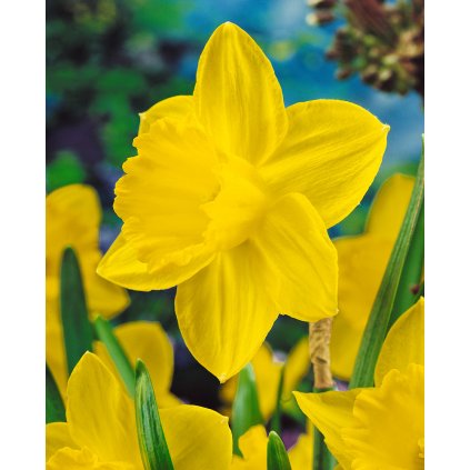 19862 narcis california 5 ks