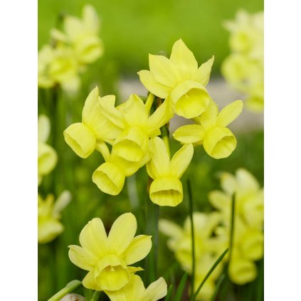 FA 22 0117 Narcissus Angels Whisper