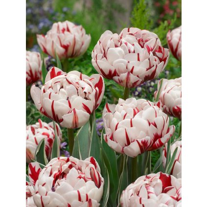 3623 1 tulipan carnaval de nice 5 ks