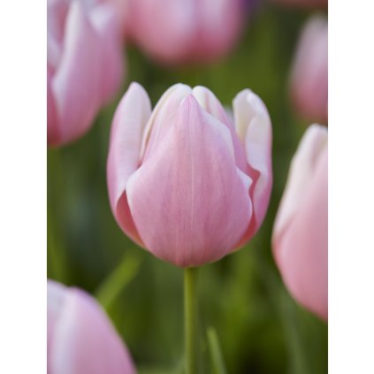 PJ 20 0047 Tulipa Mango Charm