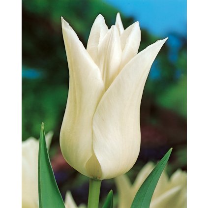 19973 tulipan white triumphator 5 ks