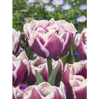 FA 20 0221 Tulipa Wyndham