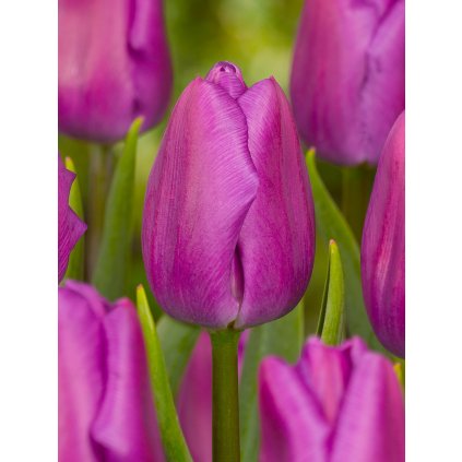 3647 1 tulipan purple flag 5 ks