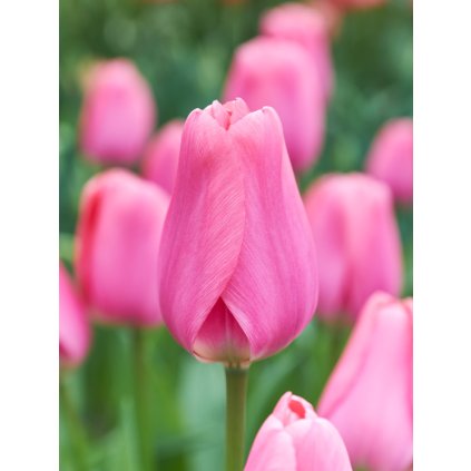 PJ 20 0228 Tulipa Big Love