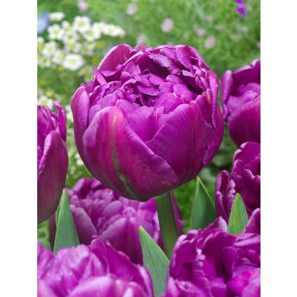 FA 16 0560 Tulipa Double Flag