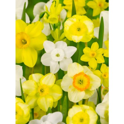 Mix botanických narcisů 50 ks (Velikost cibulí 12/14)