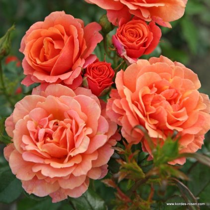 d9ef5ea1efa996e4105a626eea552511ab09d0d4