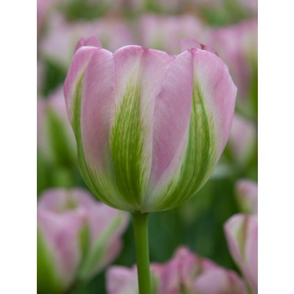 3665 1 tulipan groenland 5 ks