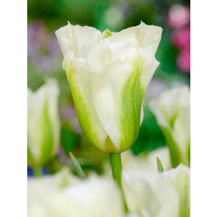 FA 12 0604 Tulipa Spring Green