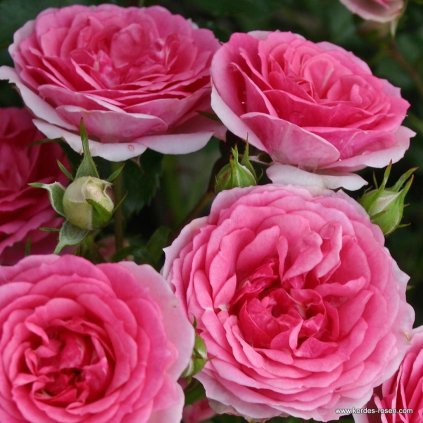 fbf1695d064c319ff6c15f961df5fa956ac24e01