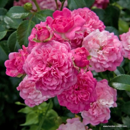 63bc16098a6ed5b47f56a00c8f9da05490eba999