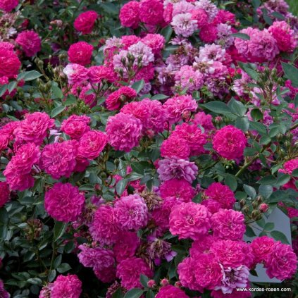 523fa44dbbe3f37918b2cc0979cadfad86816e20