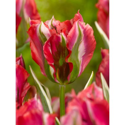 3674 1 tulipan esperanto 5 ks