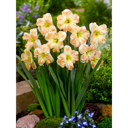 3701 1 narcis cum laude 5 ks