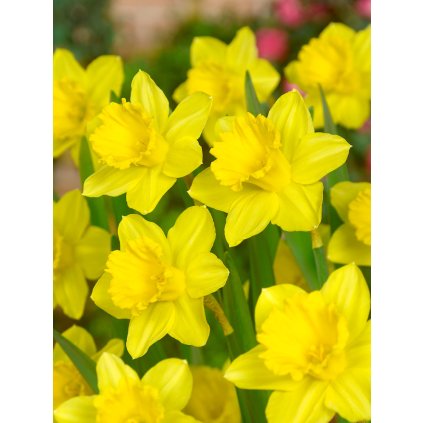 3722 1 narcis gigantic star 5 ks