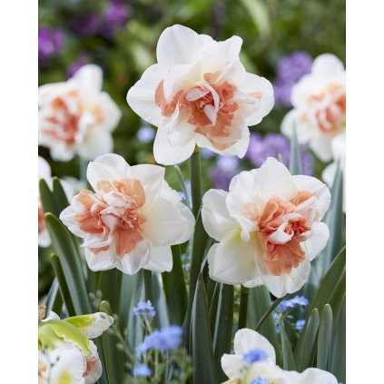 3734 narcis monrosen 5 ks