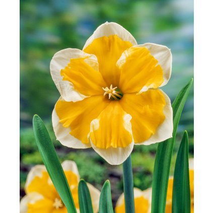 3737 1 narcis orangery 5 ks