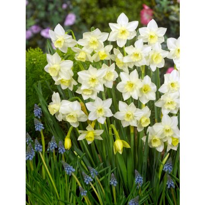 3740 1 narcis pueblo 5 ks