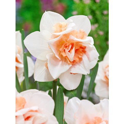 3743 1 narcis replete 5 ks