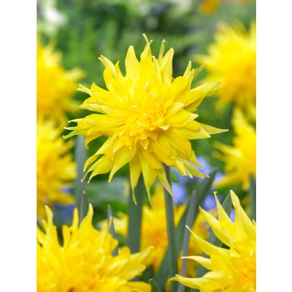 3746 1 narcis rip van winkle 5 ks