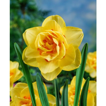 3749 1 narcis tahiti 5 ks