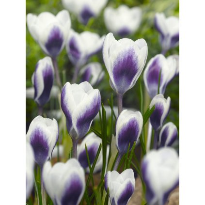 3818 1 krokus prins claus chrysanthus 10 ks