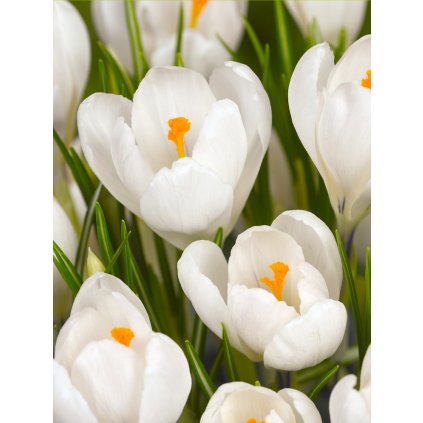 Krokus 'Jeanne d'arc large flowering' 10 ks (Velikost cibulek 7/8)