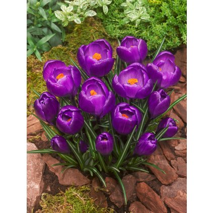 Krokus 'Flower record large flowering' 10 ks (Velikost cibulek 7/8)