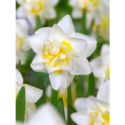 3974 1 narcis white lion 5 ks