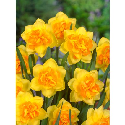 3983 1 narcis apotheose 5 ks