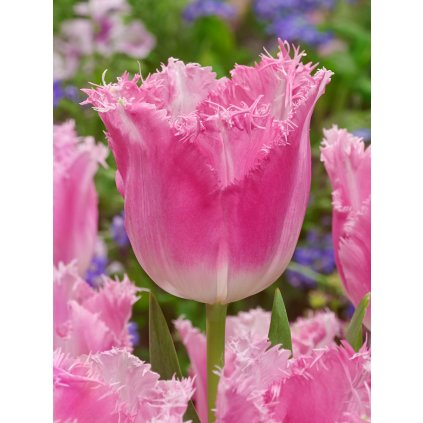 4046 1 tulipan fancy frills 5 ks