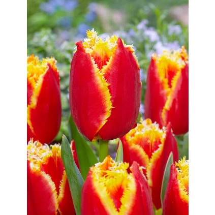 4049 1 tulipan davenport 5 ks