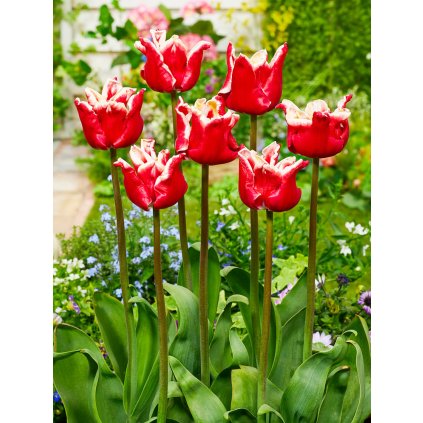 4052 1 tulipan elegant crown 5 ks