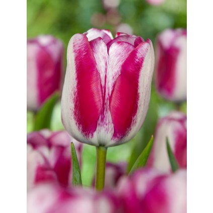 4055 1 tulipan hotpants 5 ks