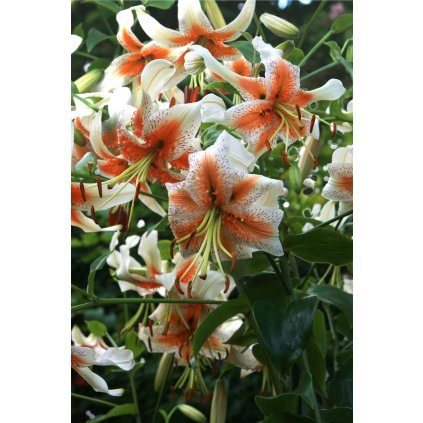 Lady Alice brochure (1)