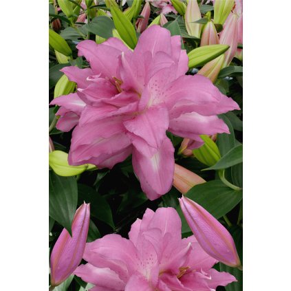 6704 lilie lotus dream 1 ks