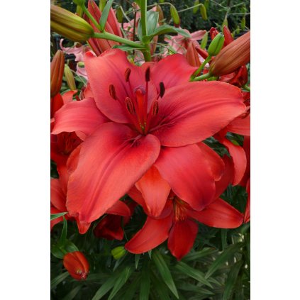 6725 lilie red highland 1 ks