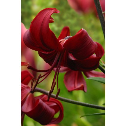 Red Velvet brochure (2)