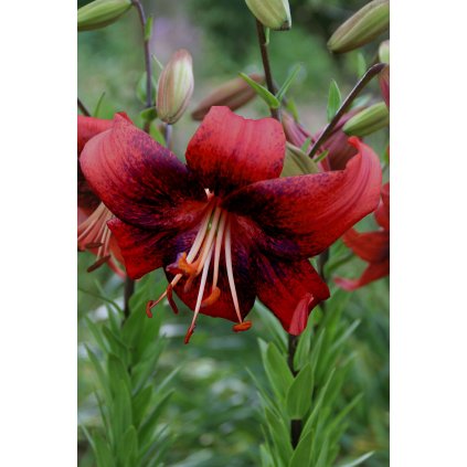 Strawberry Event brochure (1)