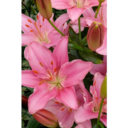 Foxtrot brochure (2)