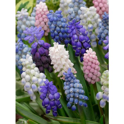 FA 13 0465 Muscari Mixed