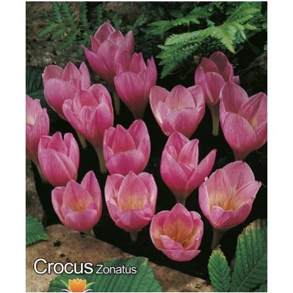 C47F761E DEB7 408B AB0F C7A767A00A25 4 5005 c