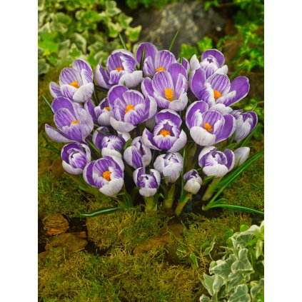 FA 11 0142 Crocus vernus King of the Striped