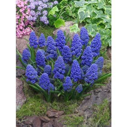 FA 15 0266 Muscari armeniacum Blue Spike